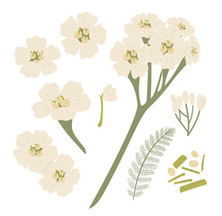 Stylized Botanical Art of Medicinal Herb Yarrow, Achillea millefolium, Plant, Folliage, Rhizome © raisadsign