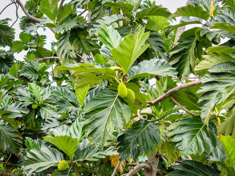 Young Jackfruit growing on a roadside tree in Leyte Philippines.  