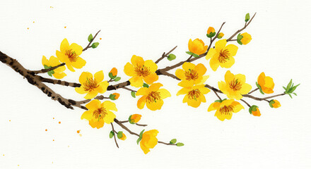 Yellow apricot flowers branch in watercolor illustration, spring flowers on a white background