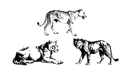 Carnivorous Mammals Icon Pack in Stipple Ink Style. Black and White Vector Collection of Predators. Vintage Scientific Zoology Engraving Set