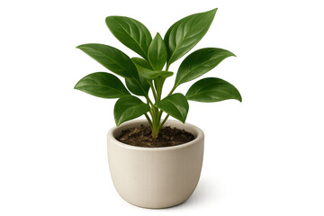 Lush green plant thrives in a simple white pot, isolated on a transparent background, perfect for design projects