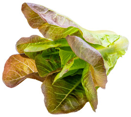 Organic Cos Lettuce isolated on white background, Cos Lettuce on white PNG File.