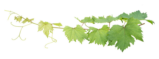 Grape branch on transparent background.Grapevine.