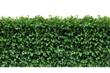 Lush Green Hedge Seamless Texture Vibrant Foliage Background for Design Projects and Nature-Inspired Applications isolated on transparent background