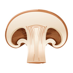 Fresh Mushroom Cross Section White Stem - Vector Illustration