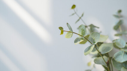 Serene Eucalyptus Branch, Soft Light, Minimalist Botanical Background, Spa-like Mood, Natural Greenery.