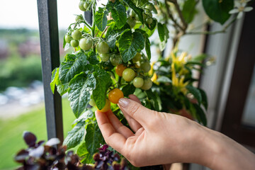 Closeup of female arm picking crop of homegrown yellow tomato cherry plants in pots on balcony....