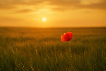 Red poppy flower, green grass field, sunset sky, warm light, peaceful nature scene