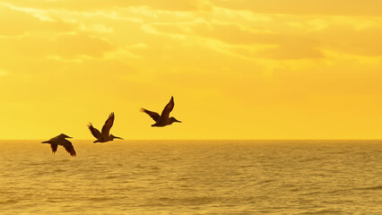 Flying birds over ocean water at golden sunset with calm and peaceful atmosphere