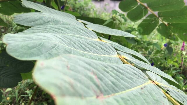 Close up view of Senna leaves. known for their numerous health benefits. Green. Landscape.