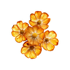 Obraz premium Dried Orange Flowers on Black Background A Still Life of Delicate Dried Blooms