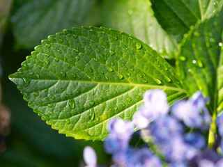 濡れた紫陽花の葉