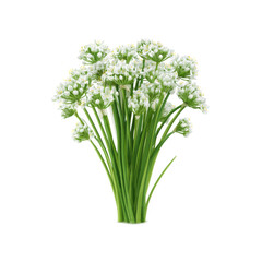 Fototapeta premium Fresh Bunch of Blooming Chive Flowers Isolated on Black Background