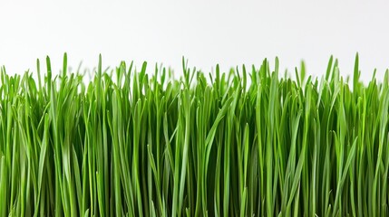 Fototapeta premium A close-up of a green, healthy wheatgrass plant on a white background.