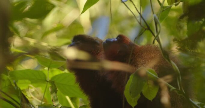 In Peru&rsquo;s rainforest canopy, a dusky titi monkey mother walks up a branch followed by her young one in quiet stillness.