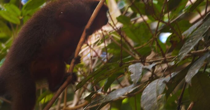 Dusky titi monkey travels through high rainforest branches in the lush canopy of Peru&rsquo;s Amazon.
