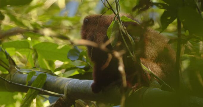 Mother dusky titi monkey and her baby feed on a branch above Peru&rsquo;s dense Amazon jungle as other troupe members pass
