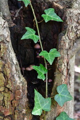 ivy on the tree