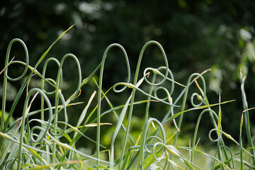 Unique garlic scapes gracefully twist and turn in a verdant garden setting.