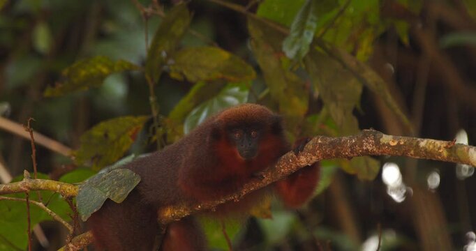 Dusky titi monkey rests quietly on a branch high in Peru&rsquo;s Amazon canopy, surrounded by green leaves.