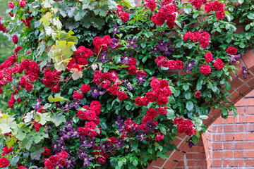 Beautiful red roses and clematis flowers blooming by a brick wall in a rose garden.