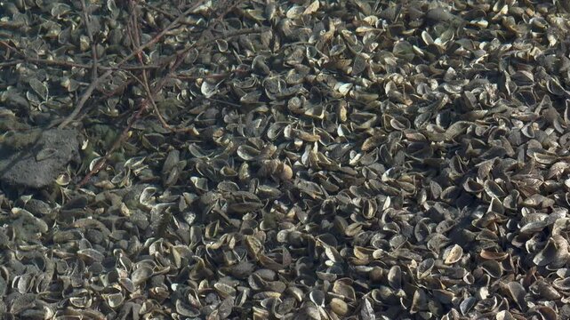 Quagga zebra mussels underwater invasive species Lake Walen Walensee Switzerland