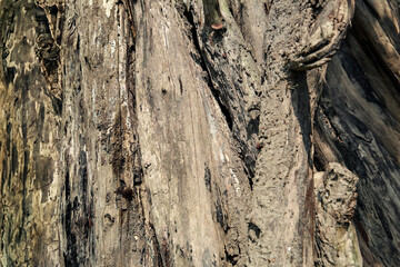 Insect destruction on a tree, Termite nest on tree bark, organic texture, brown, detailed, nature