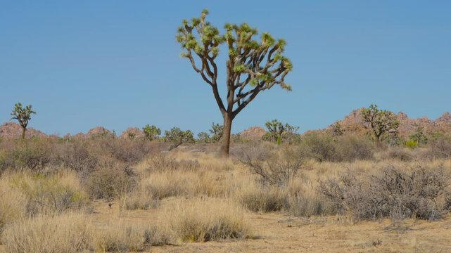 Joshua Tree landscape in the Californian desert