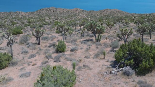 Joshua Tree landscape in the Californian desert
