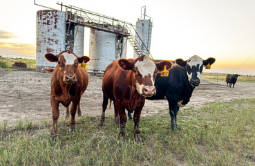 Peaceful evening with the herd in Western Kansas