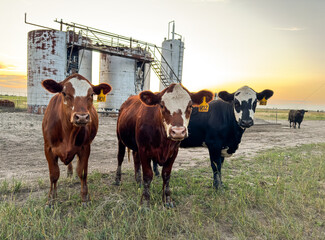 Peaceful evening with the herd in Western Kansas