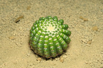 Close up Parodia notocactus tabularis inermis on artificial habitat, live at rocky stone ground on desert