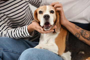 Young couple with cute Beagle dog at home, closeup