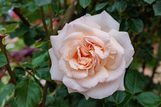 Beautiful orange rose flower blooming in the rose garden. - Powered by Adobe