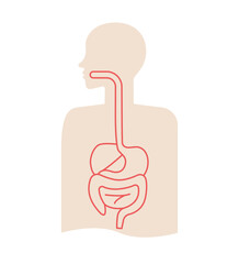 Digestive system and human internal organ body illustration for medical education. Anatomy intestine section health science graphic icons for infographic or disease biology information treatment.