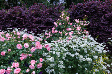 Obraz premium Beautiful roses and orlaya grandiflora flowers blooming in the early summer garden.