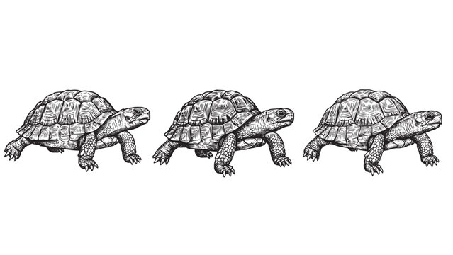 Vintage engraving of walking turtle with curved shell and textured skin in side profile