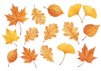 Fototapeta premium Collection of Watercolor Autumn Leaves Maple Oak Ginkgo and Birch in Warm Orange and Yellow Hues.