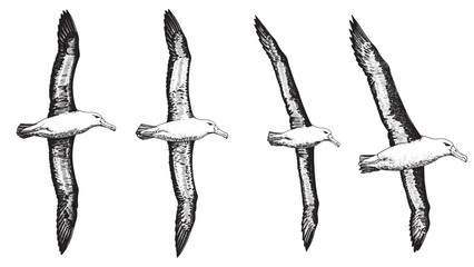 Elegant albatross vintage engraving with expansive wings and sharp eyes