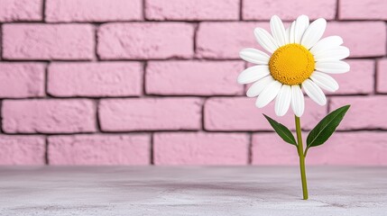 White Daisy Against Pink Brick Wall