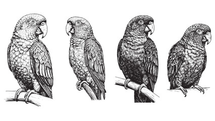 parrot vintage engraving with intricate feather patterns and sharp beak