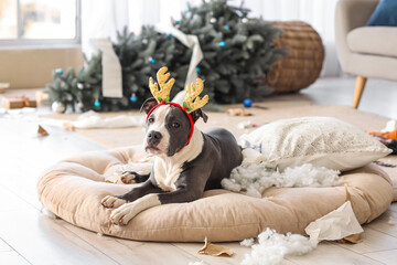 Naughty Staffordshire Terrier in reindeer horns with torn pillow at home on Christmas eve