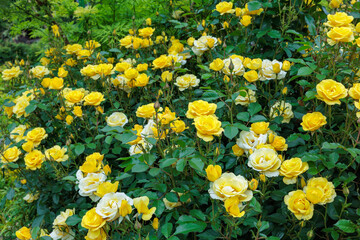 Beautiful yellow rose flower blooming in a rose garden.