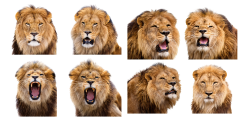 Diverse Emotions of Male Lion Showcasing Majestic Expressions, Isolated on Transparent, white background