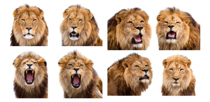 Diverse Emotions of Male Lion Showcasing Majestic Expressions, Isolated on Transparent, white background
