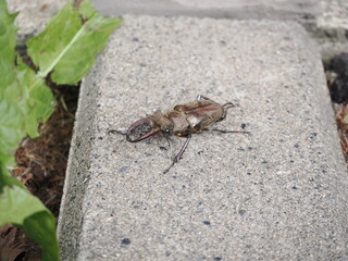 コンクリートの上のミヤマクワガタ