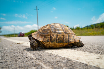 turtle on the road