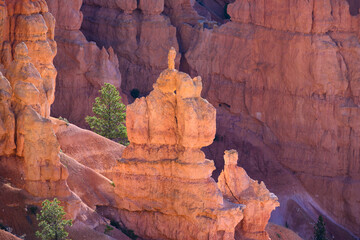 Sunlight highlighting glowing hoodoo rock formation in the Bryce Amphitheater, Bryce Canyon...