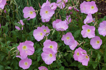 The neatly blooming flowers of the showy evening primrose in the garden.