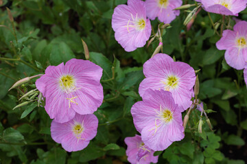 The neatly blooming flowers of the showy evening primrose in the garden.